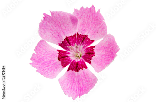 perennial carnation flower isolated