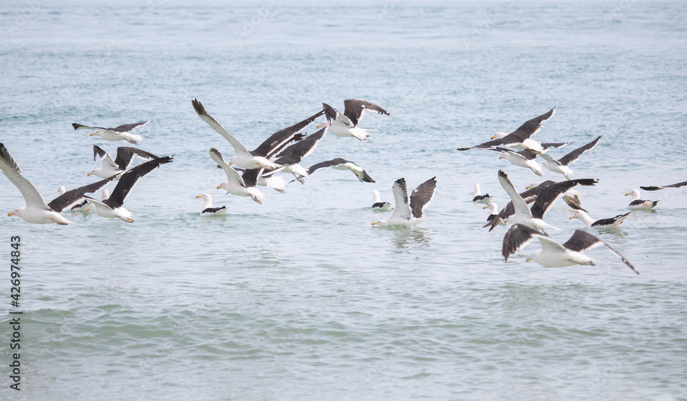 Seagulls, Seagull birds Flying, beach against natural blue water background. Seagulls, Seagull birds Flying, beach against natural blue water background.