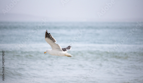 Seagull  Seagull bird Flying  Close up view of white bird  beach against natural blue water background.