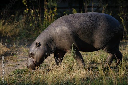 Obraz na płótnie pygmy hippopotamus female in summer w salonie