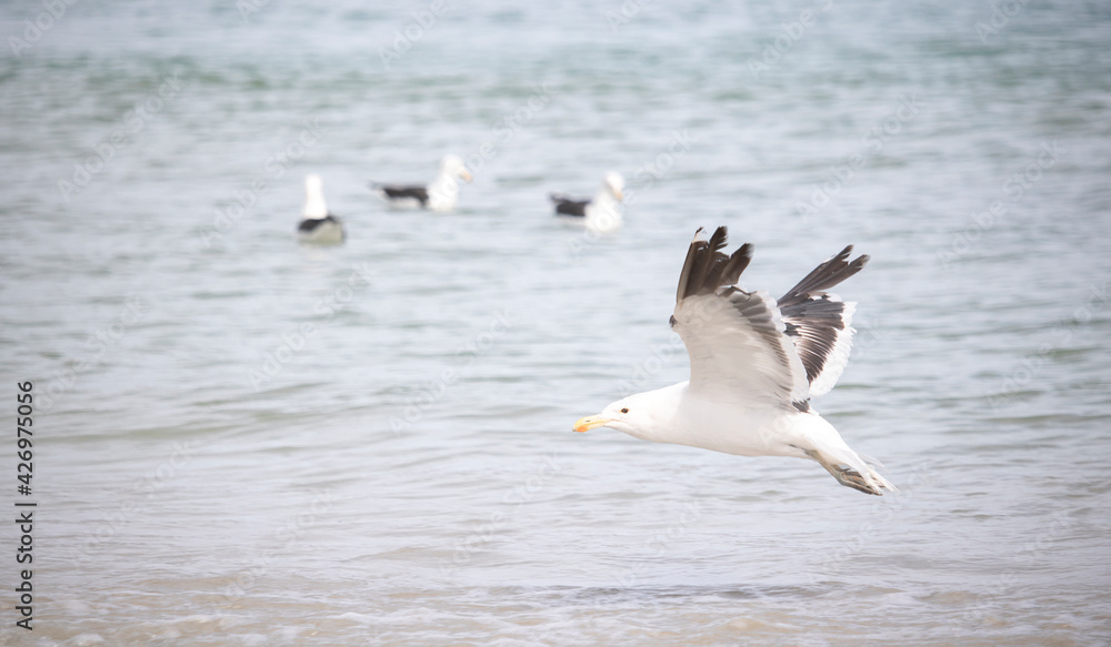Seagull, Seagull bird Flying, Close up view of white bird, beach against natural blue water background. Seagull, Seagull bird Flying, Close up view of white bird, beach against natural blue water background.