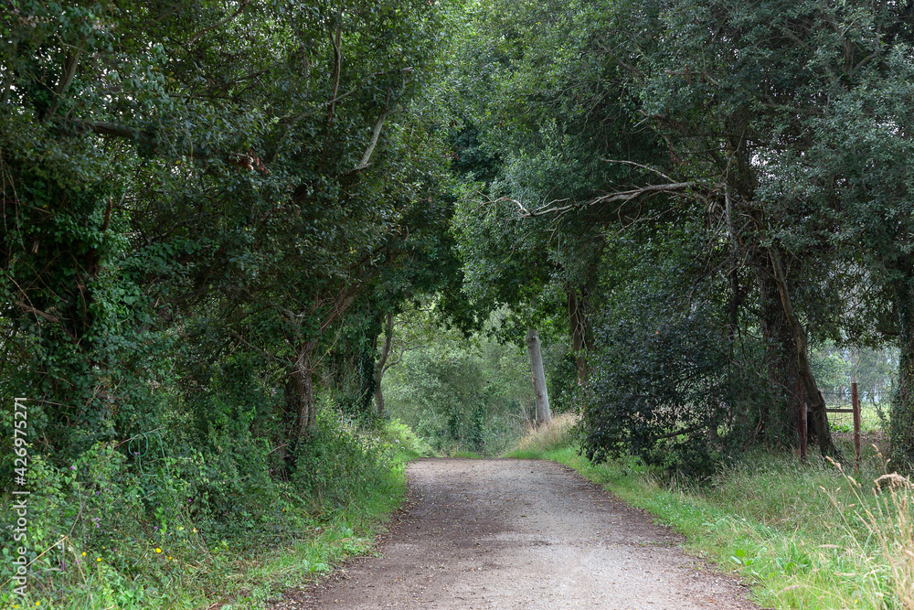 Obraz premium Gravel road amidst tree in forest