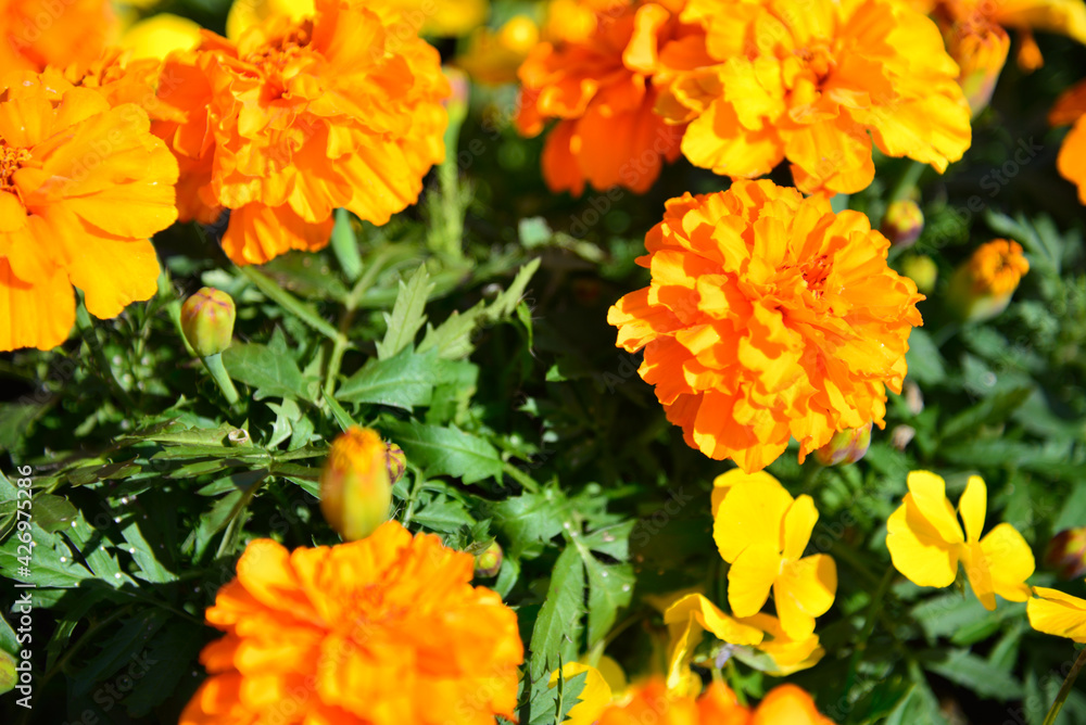 黄色の花 黄色の花