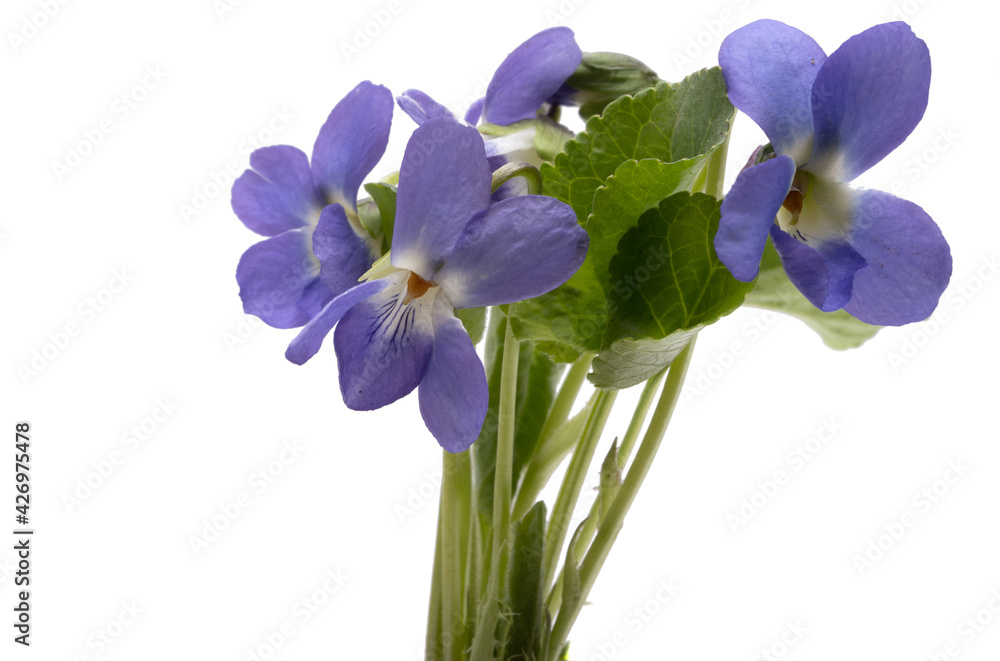 violet flowers with leaves isolated