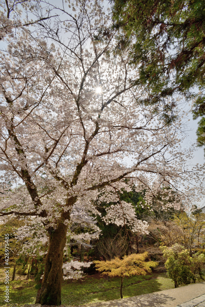 奈良の桜 奈良の桜