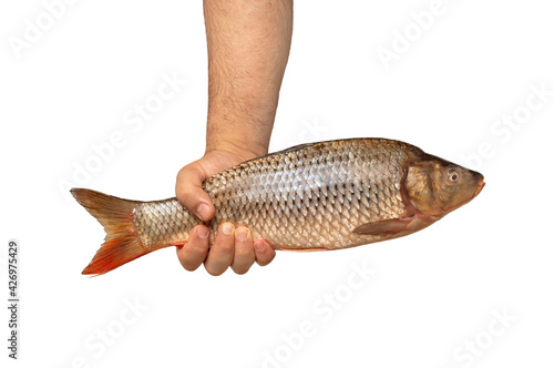 Strong male hand holds big fresh raw fish isolated on white background.