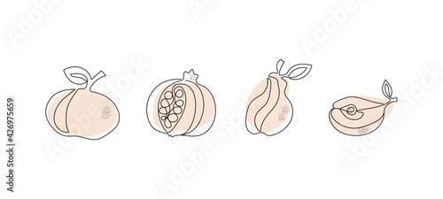 Line art fruits.. On colored spots. Apple, pear, pomegranate. Vector graphics with isolated background.