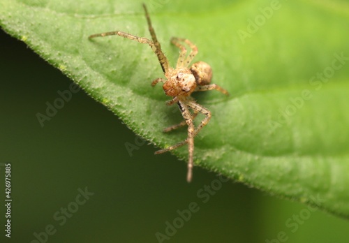 Playing Spider on The Leaves