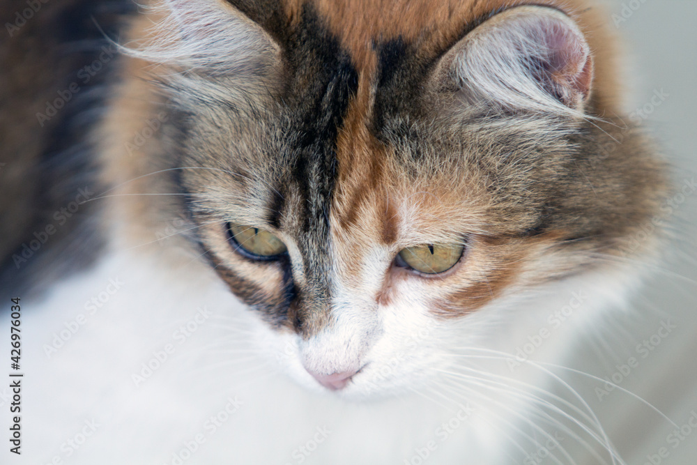 Close up of an adorable calico cat's face. Staring down and following something. With white copy space.