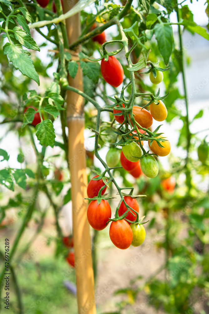 Red cherry tomato planting crop in greenhouse