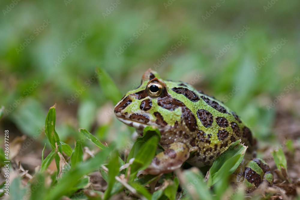 closeup argentine horned frog on ground closeup argentine horned frog on ground