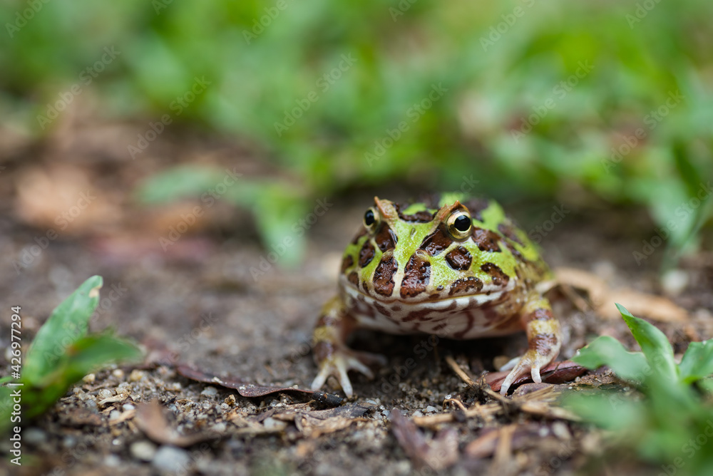 Fototapeta premium closeup argentine horned frog on ground