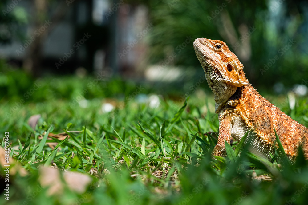 Obraz premium bearded dragon on ground with blur background