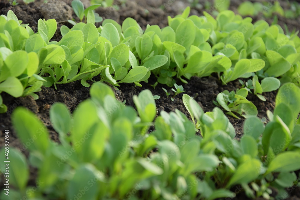 Young lettuce and arugula seedlings Young lettuce and arugula seedlings