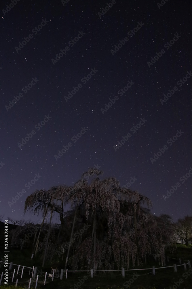 Naklejka premium 三春町 滝桜と北斗七星