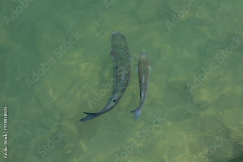 A large and a small flathead gray mullet fish swim together in J-I formation in green shallow sea water in top view image.