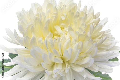 Close-up of a beautiful light chrysanthemum flower on a white background. Holiday concept  greeting card