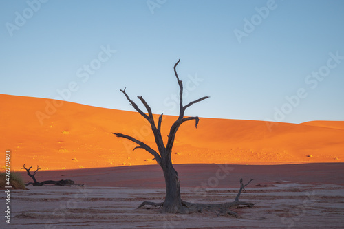 The red sand dunes of Namibia, the incredible natural scenery of Africa. The driest and sparsely populated area in the world.