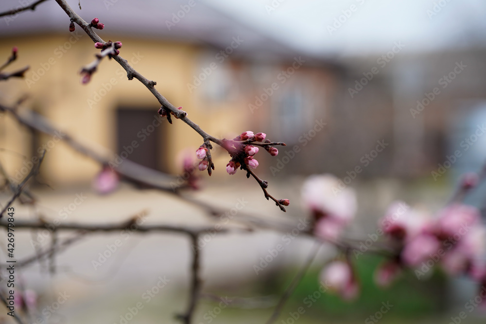 Spring apricot blossom. The buds turn into flowers Spring apricot blossom. The buds turn into flowers