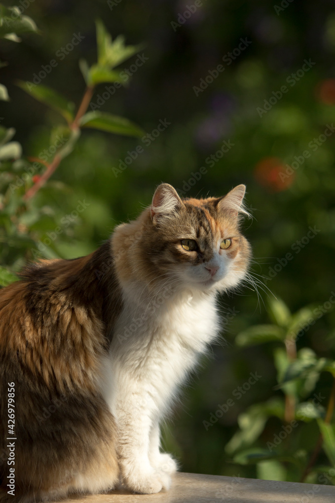 Adorable domestic thick fur calico cat sitting under morning sun and staring at something in a close up full body portrait outdoors with nice green bokeh.