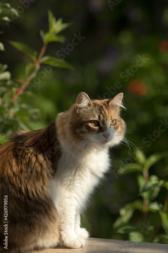 Adorable domestic thick fur calico cat sitting under morning sun and staring at something in a close up full body portrait outdoors with nice green bokeh.