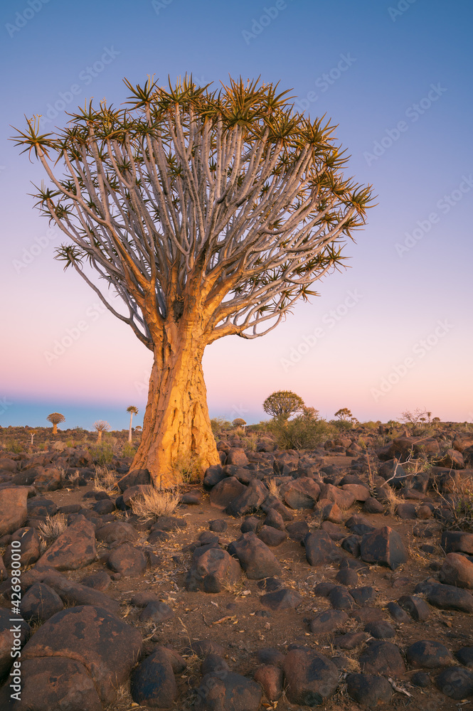 The beautiful natural scenery of Namibia, the magical Quiver Tree Forest in Southern Africa. The site is located approximately 14 kilometers northeast of Keetmanshoop, Namibia. The beautiful natural scenery of Namibia, the magical Quiver Tree Forest in Southern Africa. The site is located approximately 14 kilometers northeast of Keetmanshoop, Namibia.