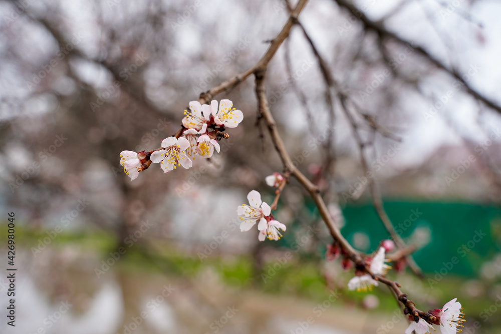 Spring apricot blossom. The buds turn into flowers Spring apricot blossom. The buds turn into flowers