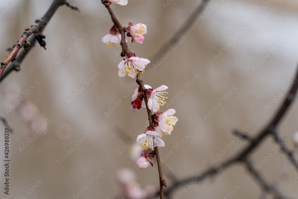 Spring apricot blossom. The buds turn into flowers Spring apricot blossom. The buds turn into flowers