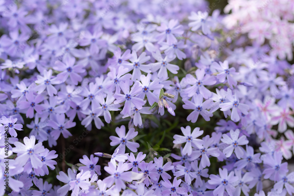 Obraz premium 紫色の芝桜