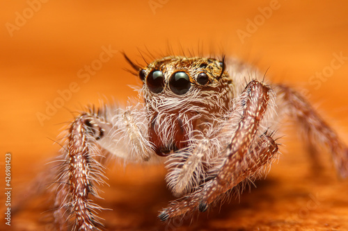 Jumping spider on Dry twigs in the garden. Hyus spider on flowers with orange background.