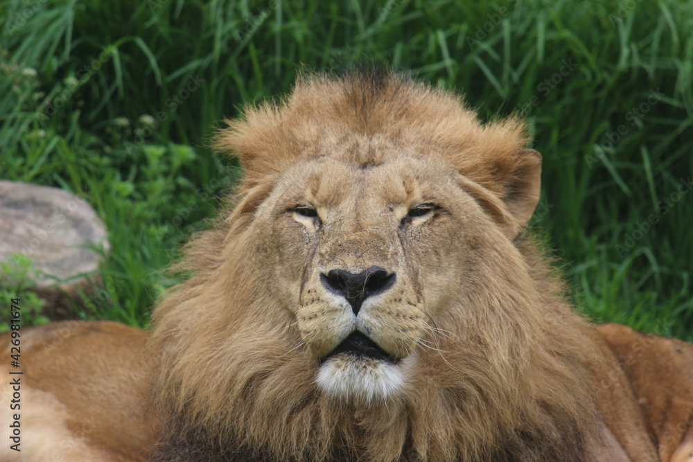 Lion Lion