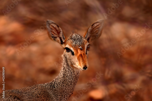 Dik Dik de Kirk Rhynchotragus Kirki petite Antilope naine photo