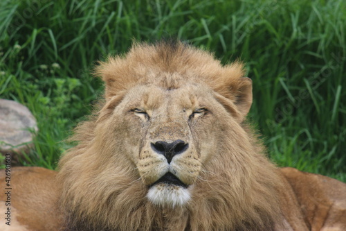 Lion 