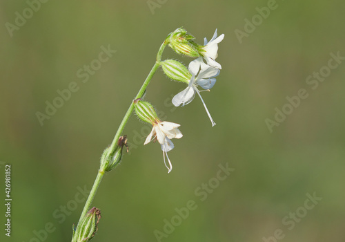 Flower of the white campion, Silene latifolia photo