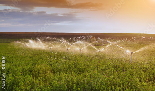 Foto Irrigation system on alfalfa crop under sunset light