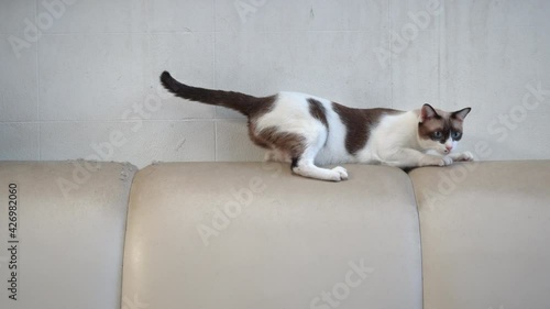 The cat scratching the sofa. photo