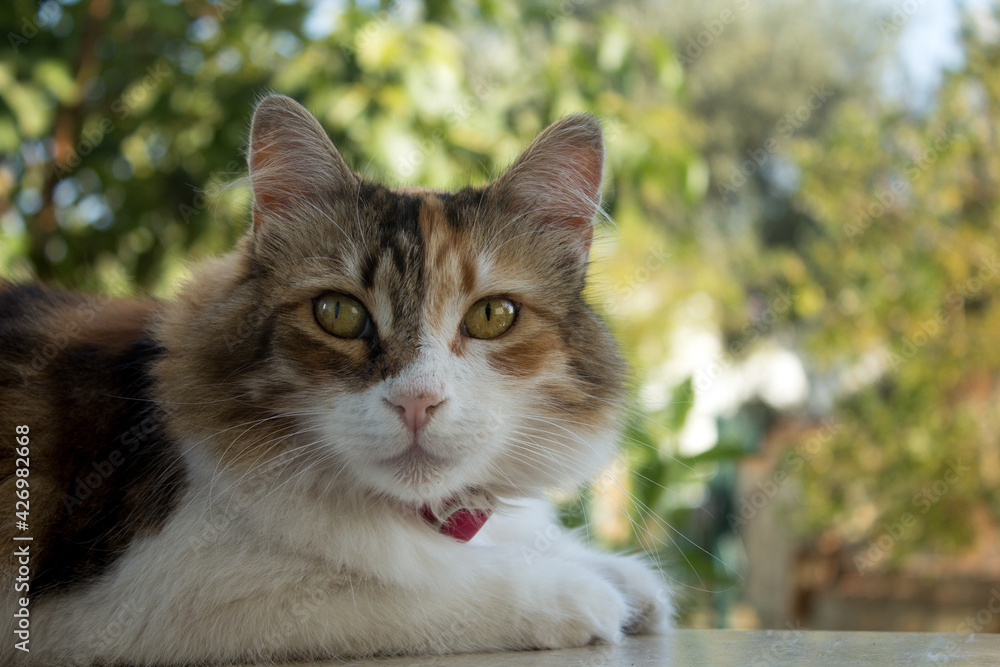 Half body portrait of a nice calico cat, facing at the lens.With large copy space and nature bokeh.