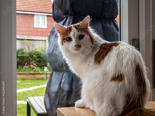 Cute ginger cat sittng on the table. photo