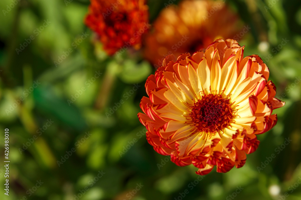 カレンジュラ コーヒークリーム キンセンカ Stock Photo Adobe Stock