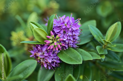 Beautiful closeup view of winter flowering shrub of violet Hebe Amy (Shrubby veronica, Purple Queen) with dark green leaves in Blackrock Park, Dublin, Ireland. Soft and selective focus