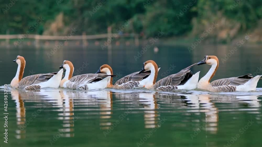 A flock of geese swimming on the lake A flock of geese swimming on the lake