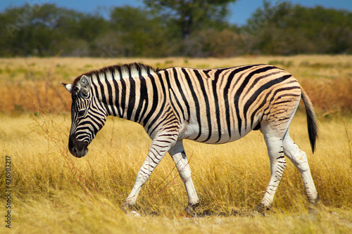 Fototapeta Naklejka Na Ścianę i Meble -  Wild african animals.  African Mountain Zebra standing  in grassland. Etosha National Park
