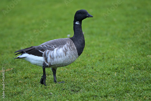 Beautiful closeup view of brent goose (Branta bernicla) with black beak walking and grazing on green lawn in Blackrock Park, Dublin, Ireland