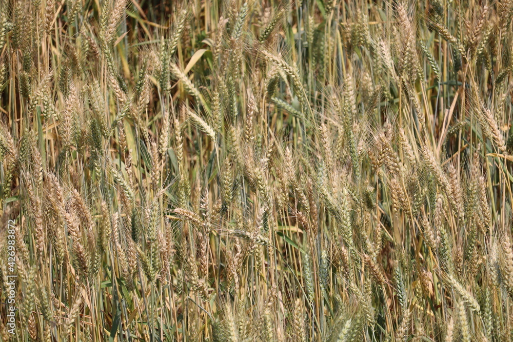 Fresh organically grown barley and wheat crop is free from harmful pesticides and fertilizers. Agricultural sector is vital for the economy. Fresh organically grown barley and wheat crop is free from harmful pesticides and fertilizers. Agricultural sector is vital for the economy.
