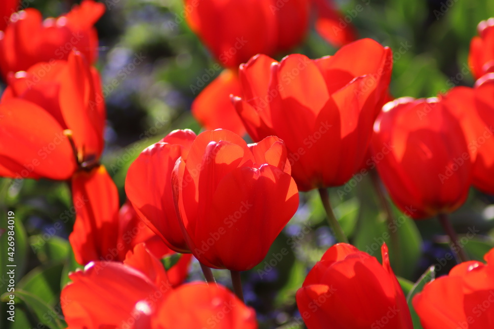 red and yellow tulips red and yellow tulips