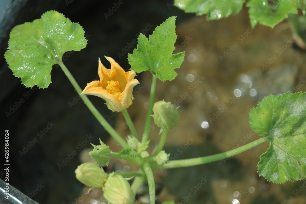 Blooming yellow flower and buds of the zucchini squash vegetable plant grown in the moist grow bag. Blooming yellow flower and buds of the zucchini squash vegetable plant grown in the moist grow bag.
