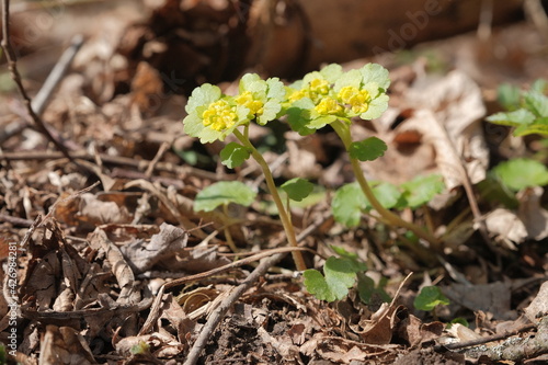 Alternate-leaved golden saxifrage  Chrysosplenium alternifolium 