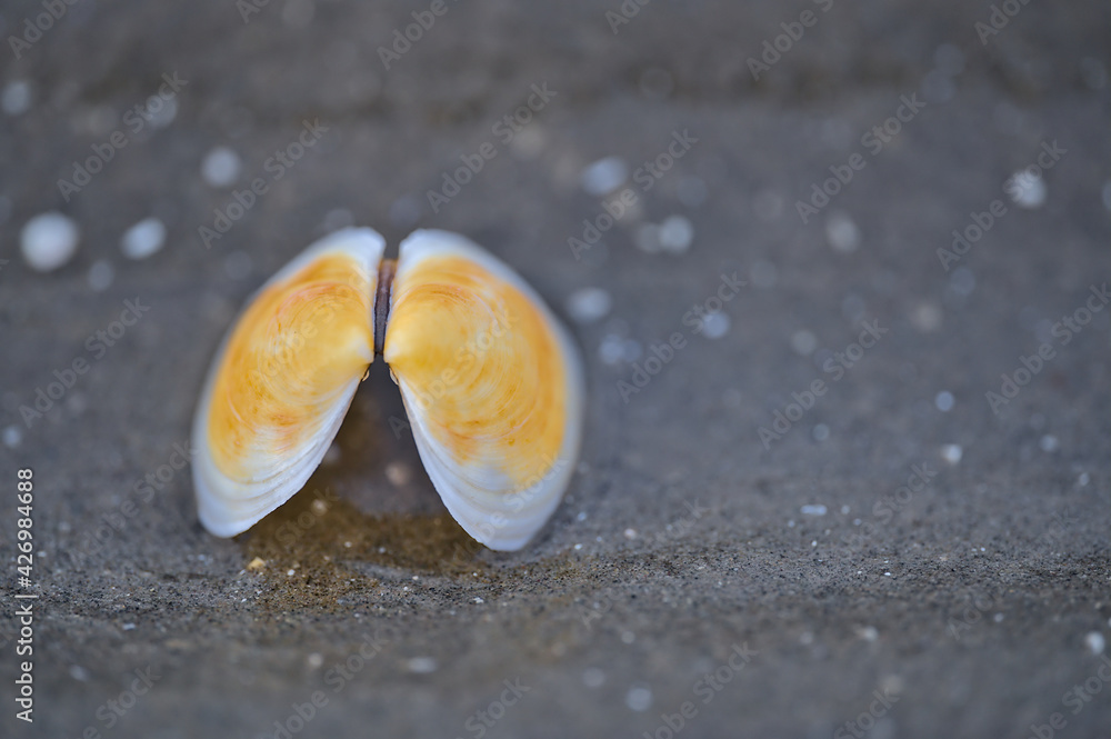 Beautiful closeup low ground view of small yellow seashell on sea beach sand reflective background at Blackrock Beach, Dublin, Ireland. Soft and selective focus