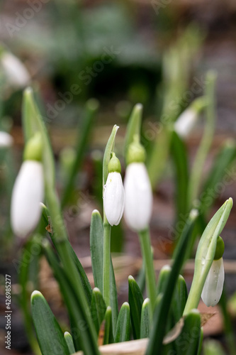White snowdrops, the first spring flowers in city park