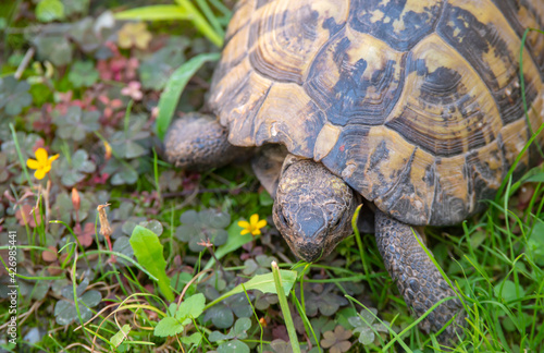 Herman Tortoise In Grass macro